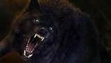 comment devenir wolfblood